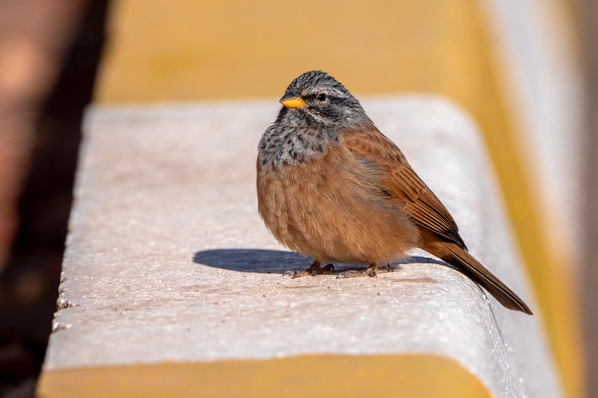 Foto van een Huisgors, Marokko