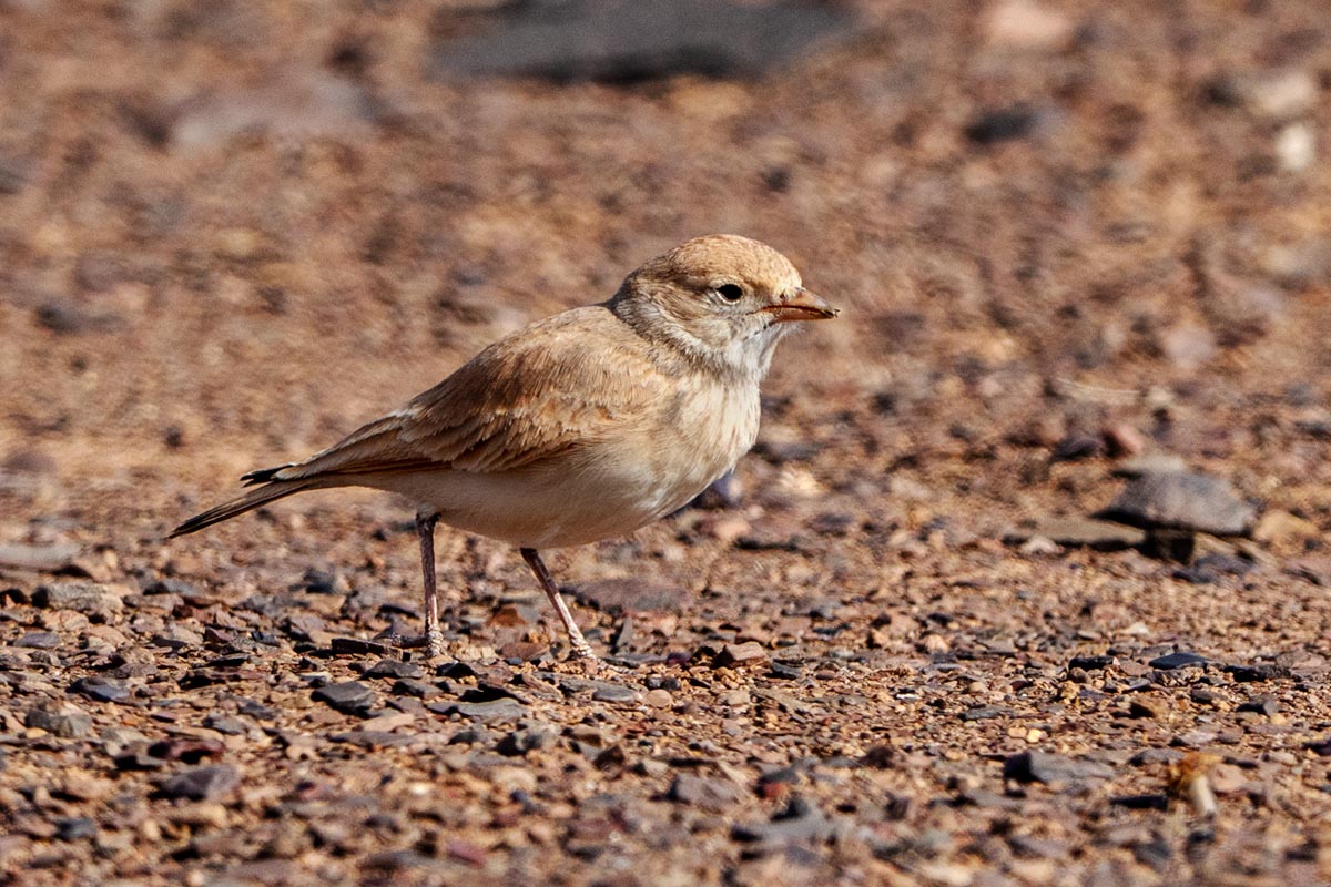 Foto van een Rosse woestijnleeuwerik, Marokko
