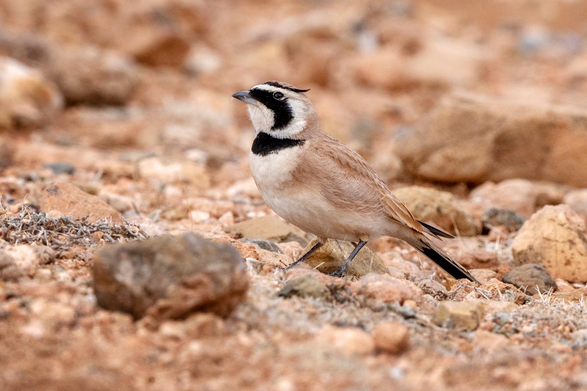 Foto van een Temmincks strandleeuwerik, Marokko
