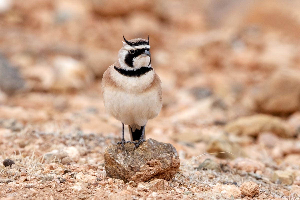 Foto van een Temmincks strandleeuwerik, Marokko