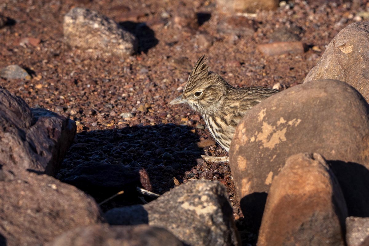 Foto van een Theklaleeuwerik, Marokko