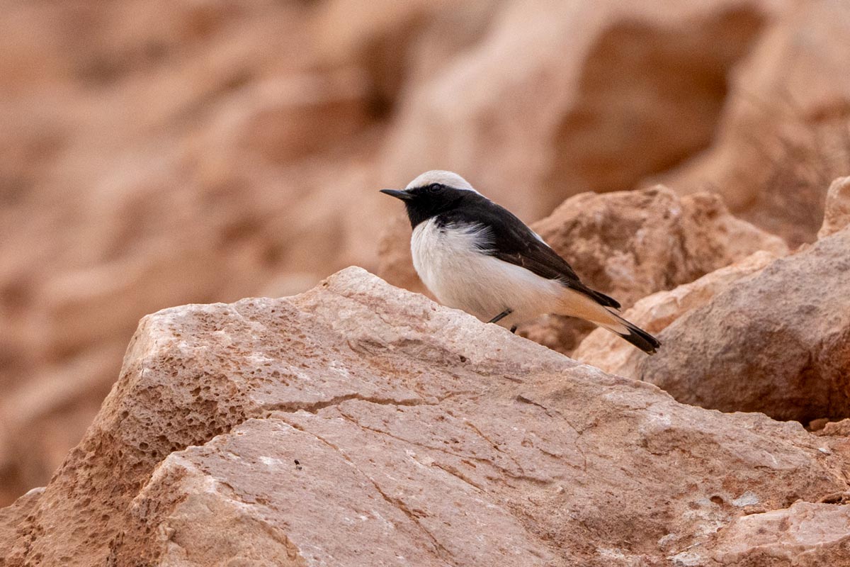 Foto van een Westelijke rouwtapuit, Marokko