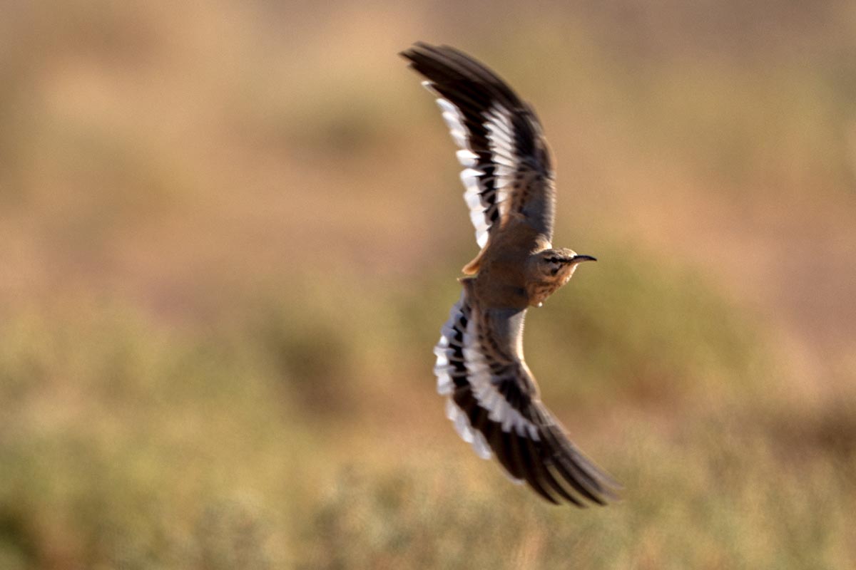 Foto van een witbandleeuwerik, Marokko
