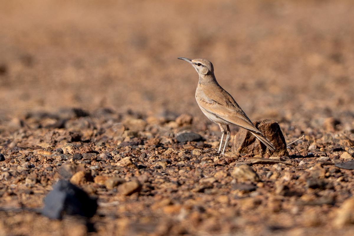 Foto van een witbandleeuwerik, Marokko
