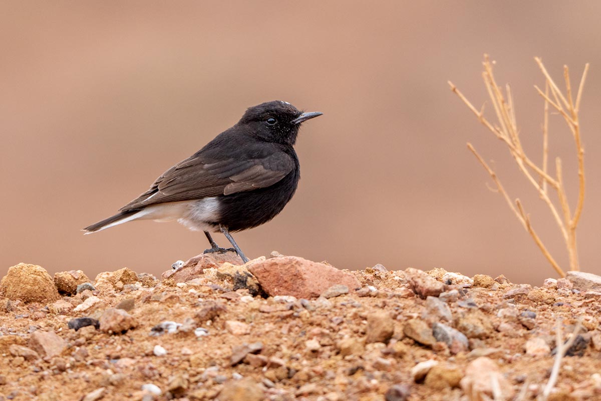 Foto van een Witkruintapuit, Marokko