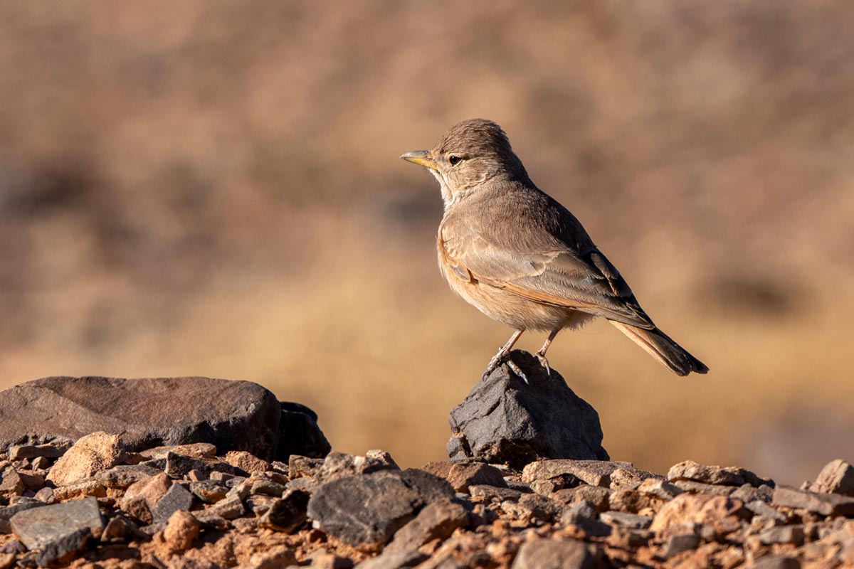 Foto van een woestijnleeuwerik, Marokko