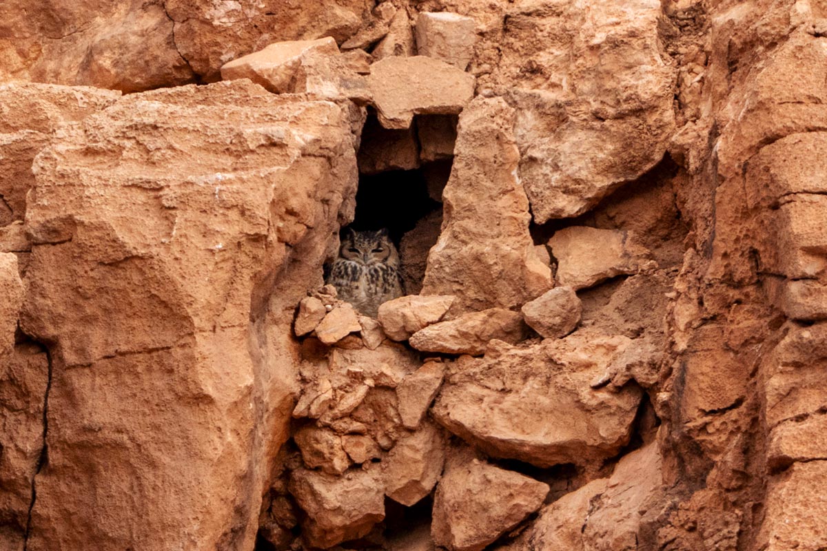 Foto van een woestijnoehoe, Marokko