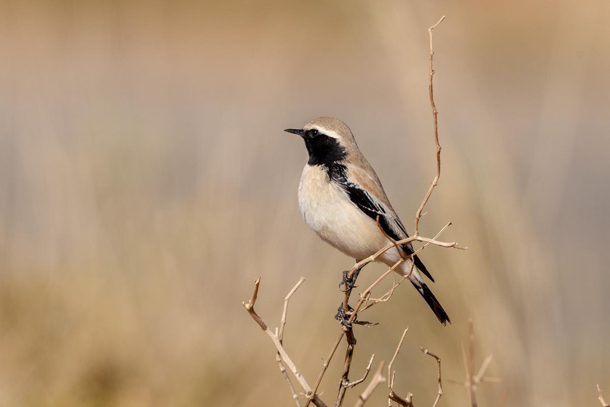 Foto van een woestijntapuit, Marokko