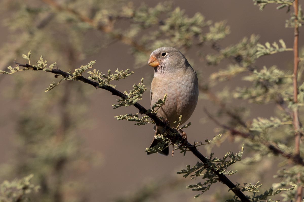 Foto van een woestijnvink, Marokko
