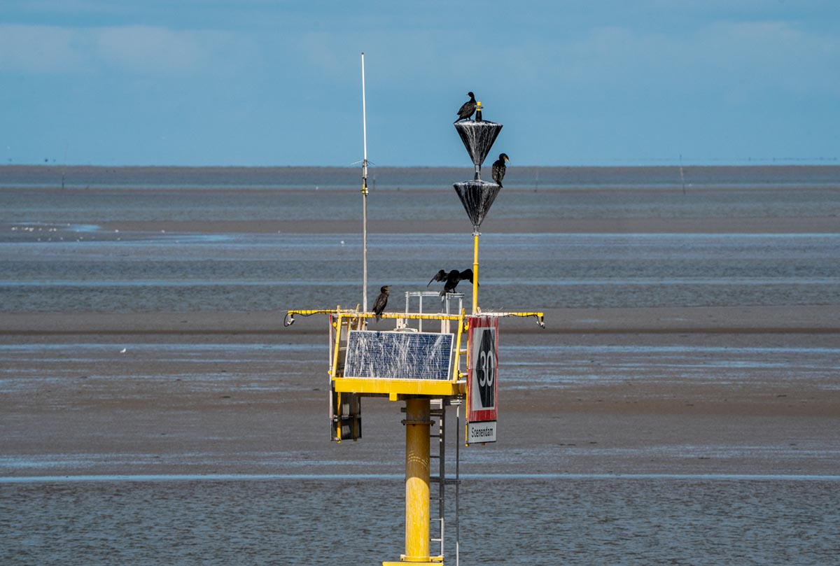 Foto van aalscholvers, Waddenzee
