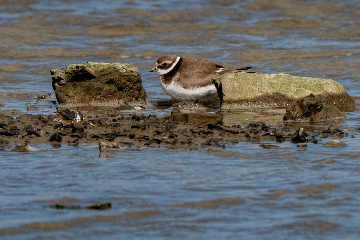 Foto van een bontbekplevier, Waddenzee