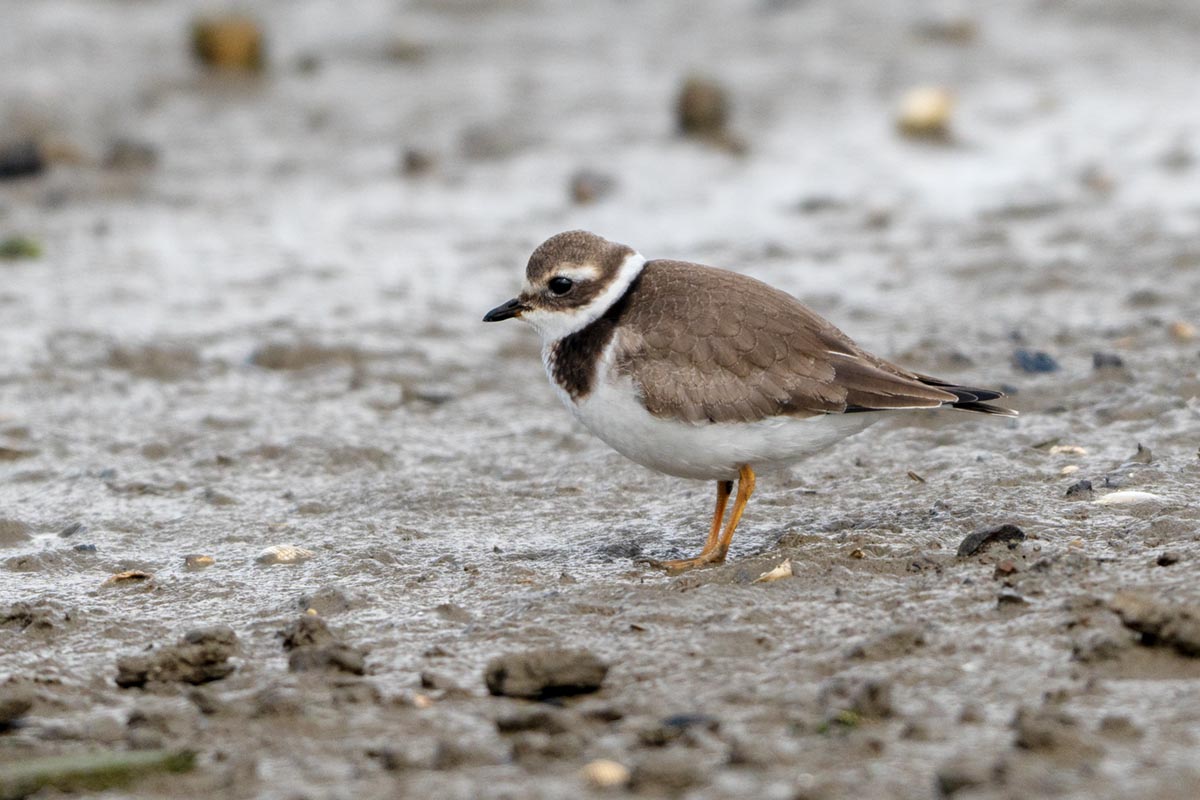 Foto van een bontbekplevier, Waddenzee