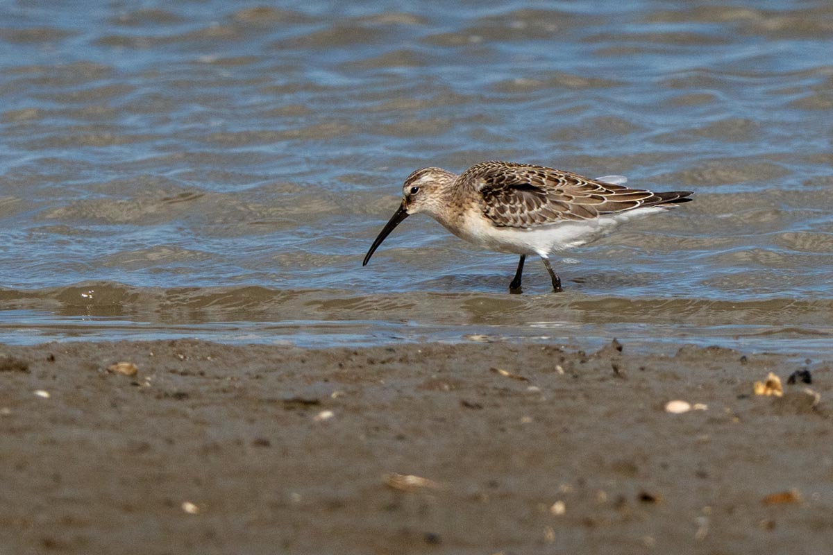 Foto van een bonte strandloper, Waddenzee
