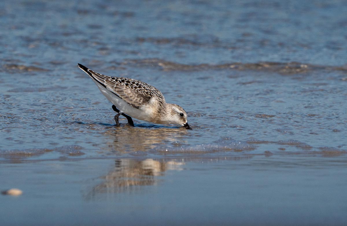 Foto van een drieteenstrandloper, Vlieland