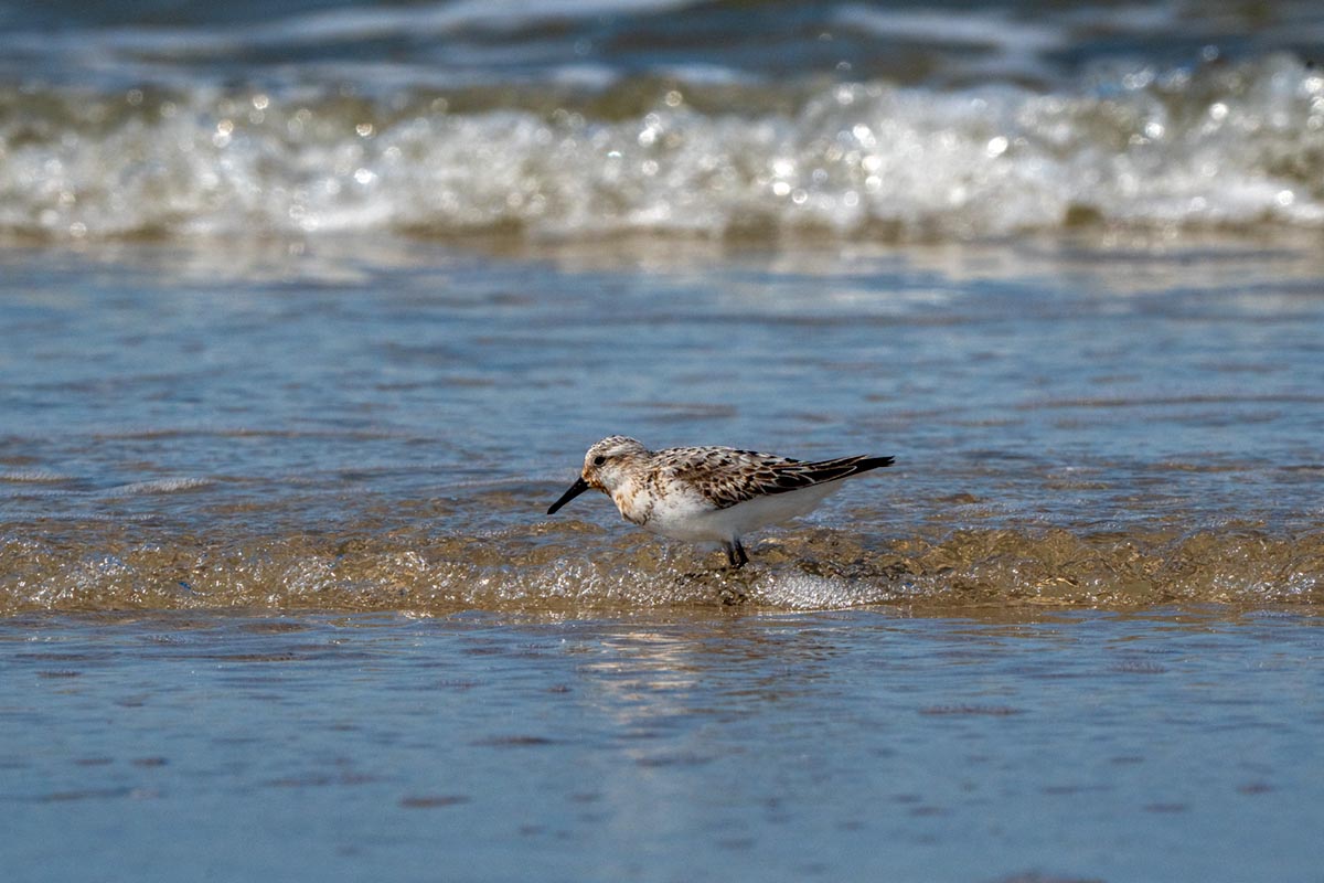 Foto van een drieteenstrandloper, Vlieland