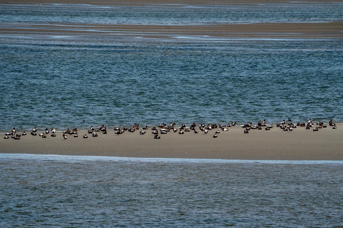 Foto van eiders, Waddenzee