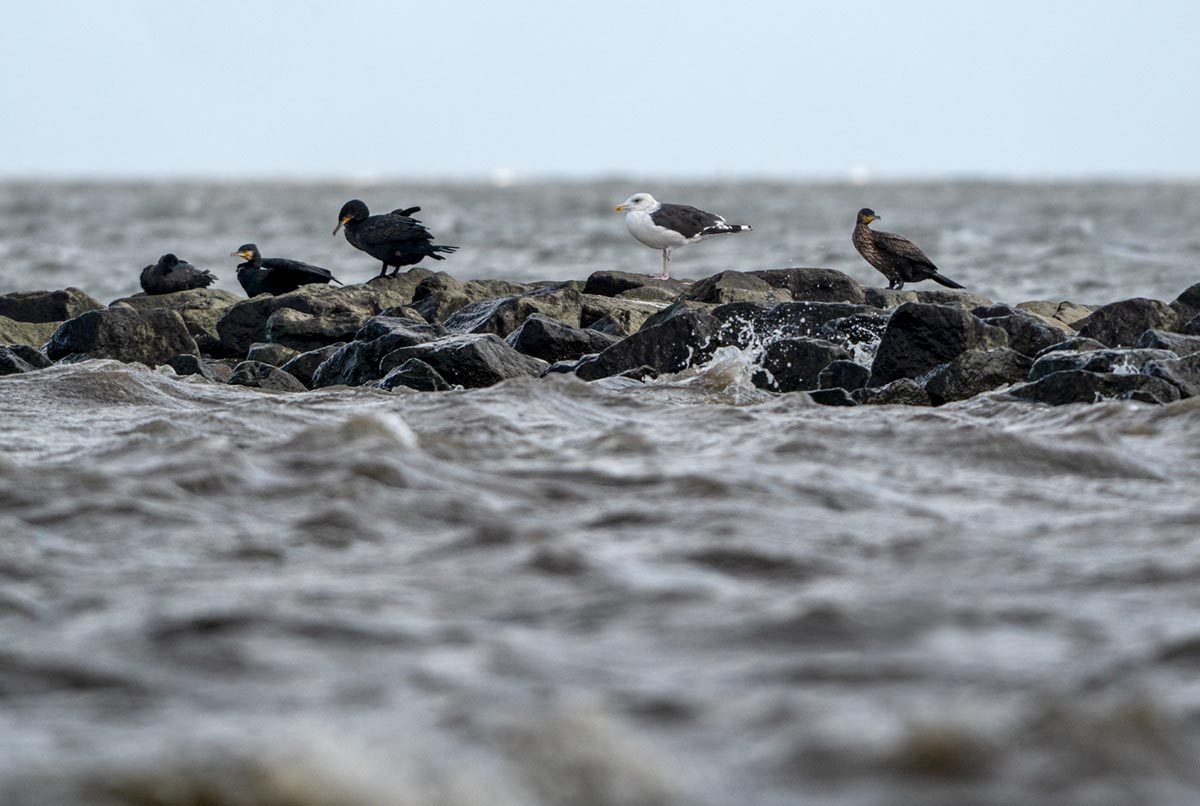 Foto van een grote mantelmeeuw met aalscholvers, Waddenzee