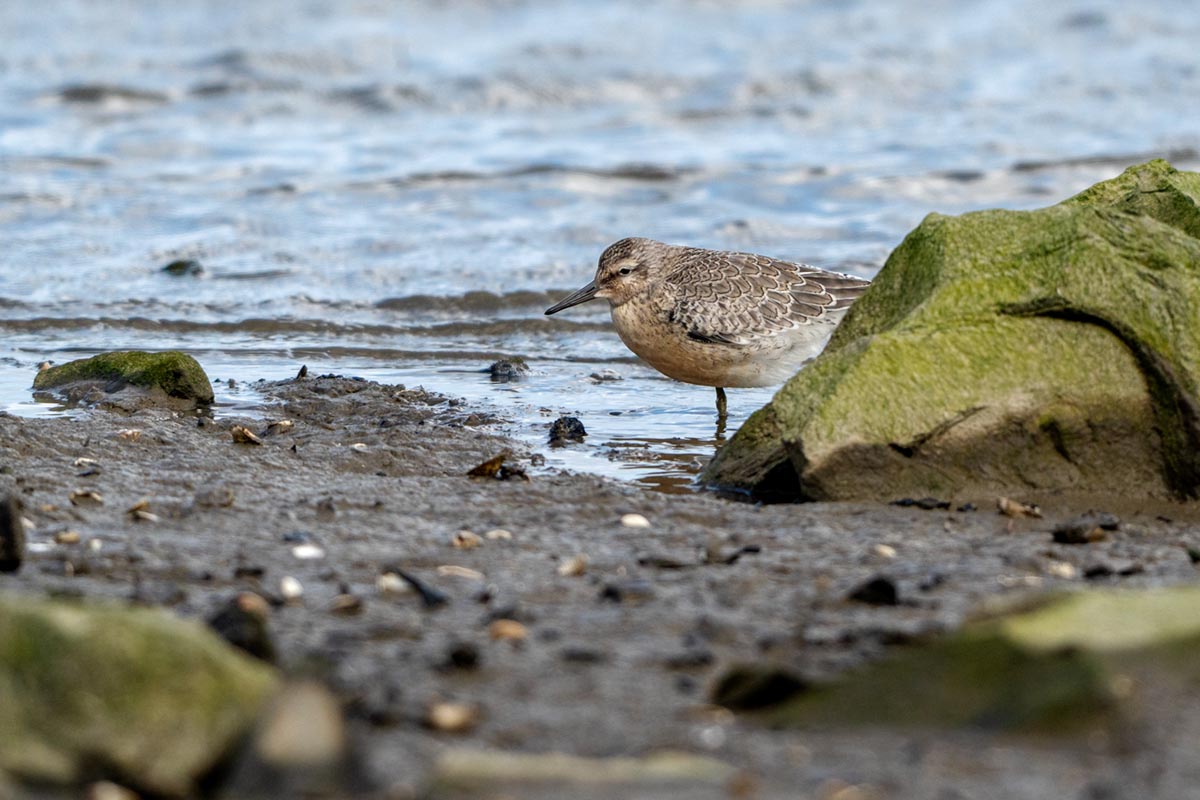 Foto van een kanoet, Waddenzee