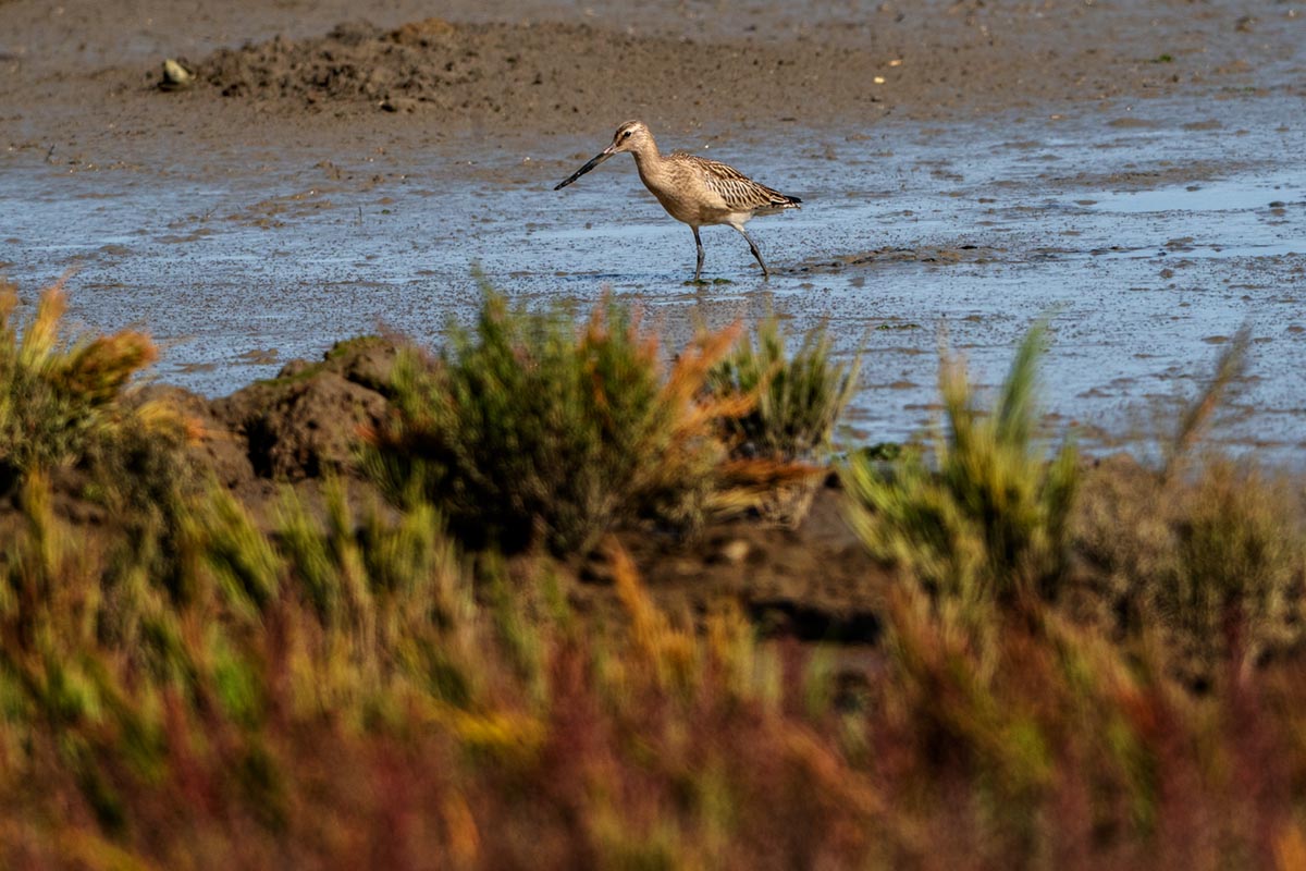 Foto van een rosse grutto, Waddenzee