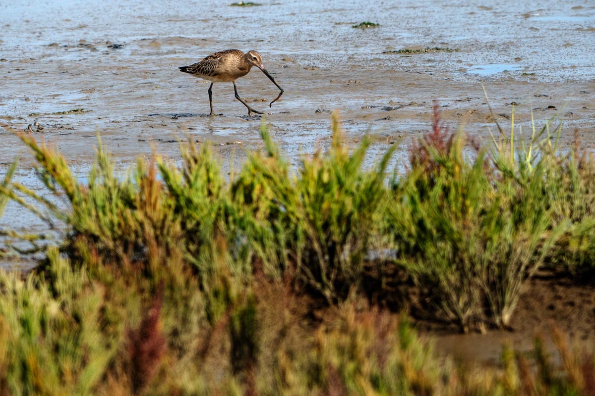 Foto van een rosse grutto, Waddenzee
