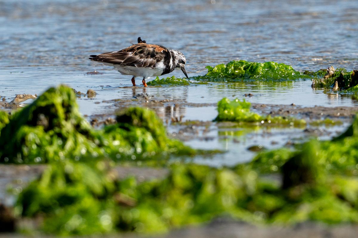 Foto van een steenloper, Vlieland