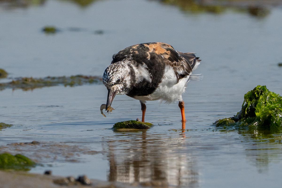 Foto van een steenloper, Vlieland