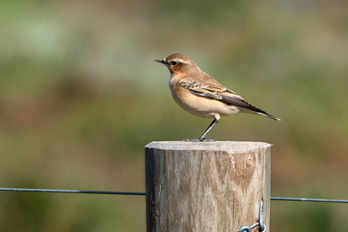 Foto van een tapuit, Waddenzee