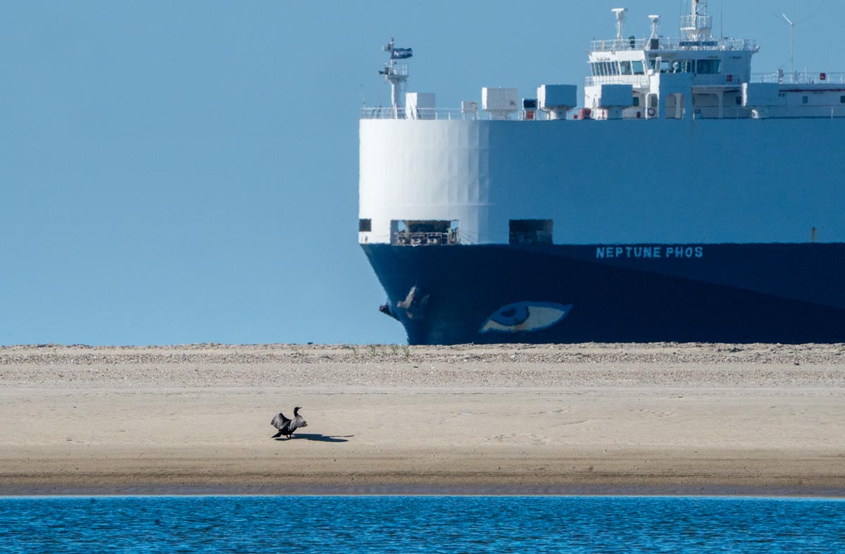 Foto van een aalscholver, Borkum