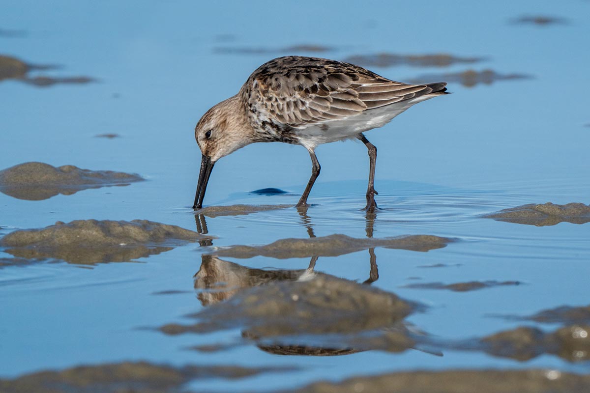 Foto van een bonte strandloper, Borkum
