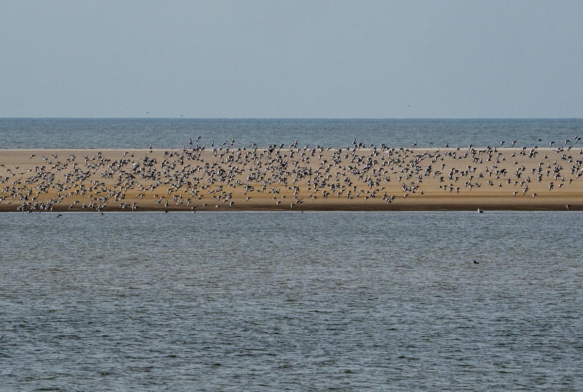 Foto van scholeksters, Borkum