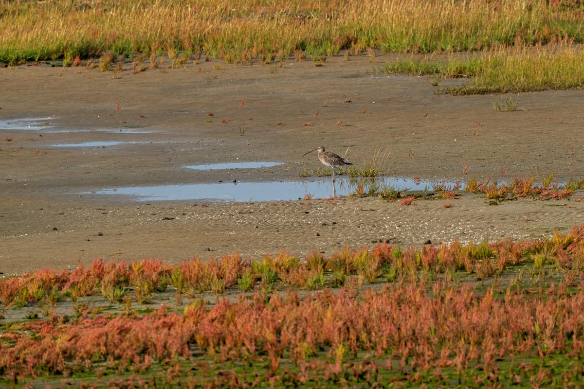 Foto van een wulp, Borkum