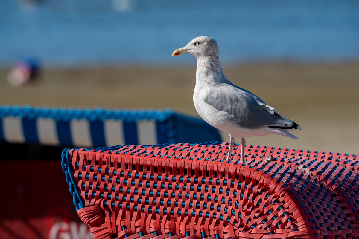 Foto van een zilvermeeuw, Borkum