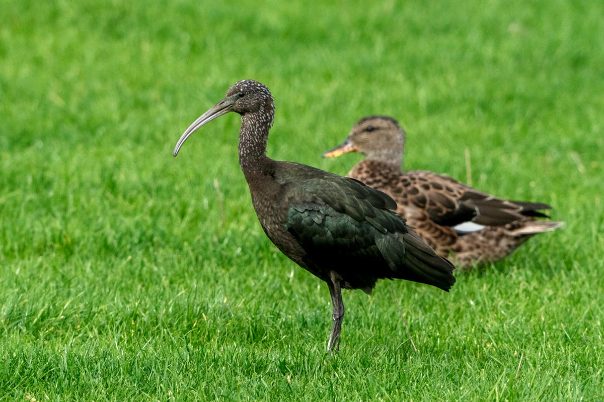 Foto van zwarte ibissen in Friesland
