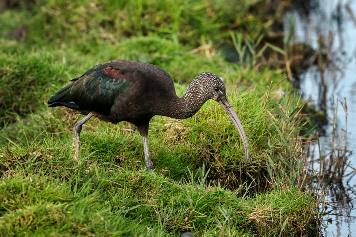 Foto van zwarte ibissen in Friesland
