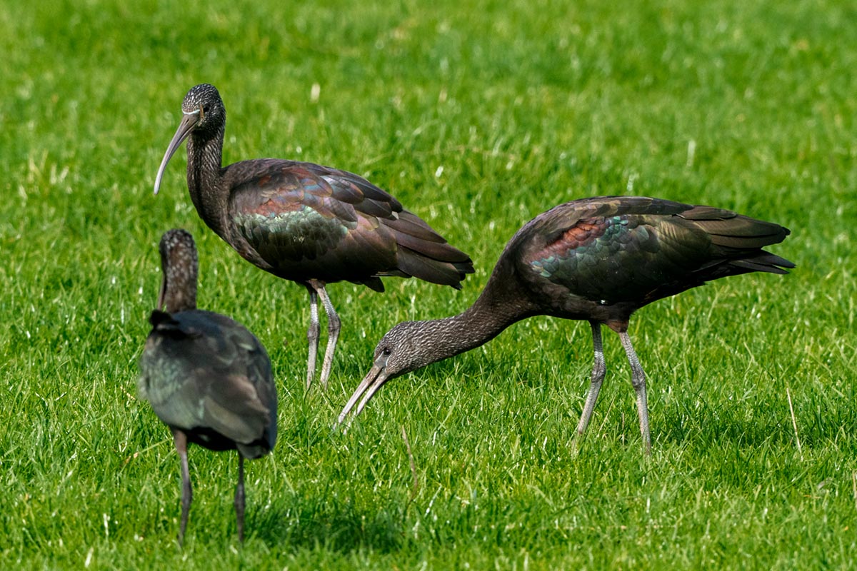 Foto van zwarte ibissen in Friesland