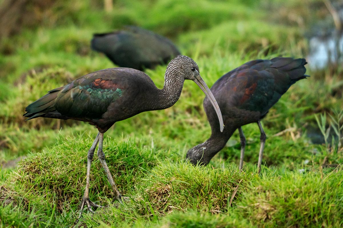 Foto van zwarte ibissen in Friesland