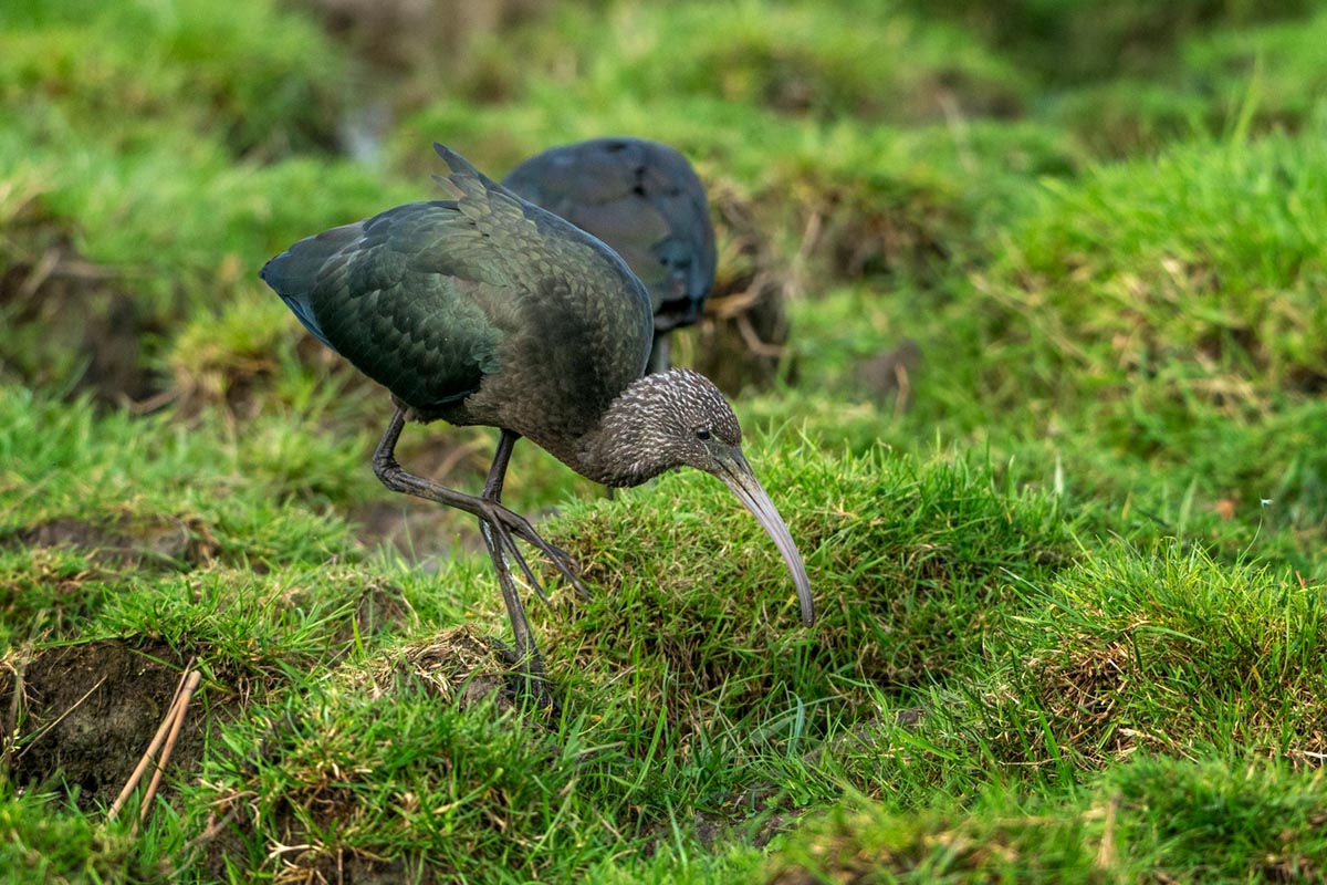 Foto van zwarte ibissen in Friesland